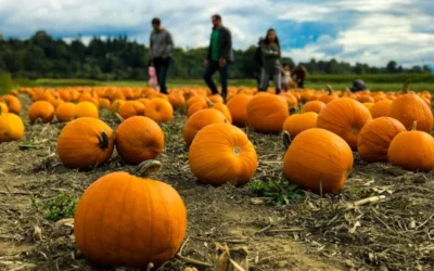Your First Halloween in the U.S. – 5 Things to Expect