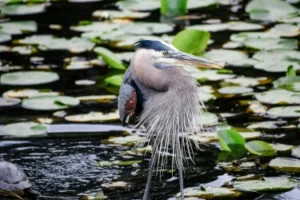 40 Amazing Experiences Around Seattle - Juanita Bay Park