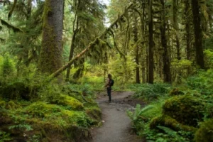 40 Amazing Experiences Around Seattle - Olympic Forest