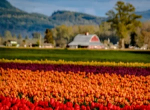 40 Amazing Experiences Around Seattle - Skagit Valley Tulips
