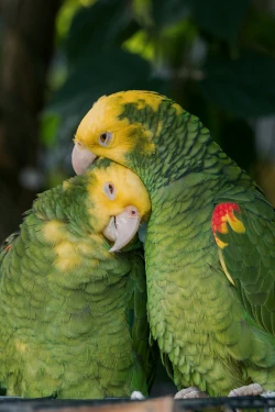 Expressions Idioms Proverbs and Adages - Birds and Bees